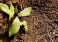 Ethiopia Plants 48 Billion Seedlings, Stakes Claim as Africa’s Climate Leader