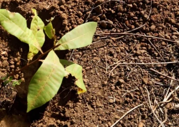 Ethiopia Plants 48 Billion Seedlings, Stakes Claim as Africa’s Climate Leader