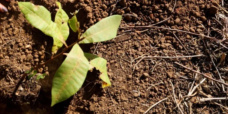 Ethiopia Plants 48 Billion Seedlings, Stakes Claim as Africa’s Climate Leader