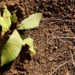 Ethiopia Plants 48 Billion Seedlings, Stakes Claim as Africa’s Climate Leader